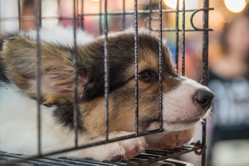 Puppy in a cage