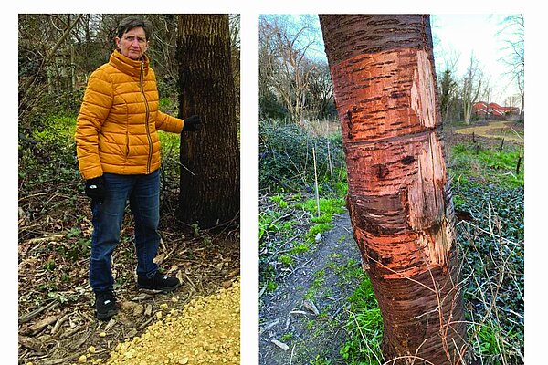Chrissie says: It beggars belief that someone has gone to such an effort to kill our trees."